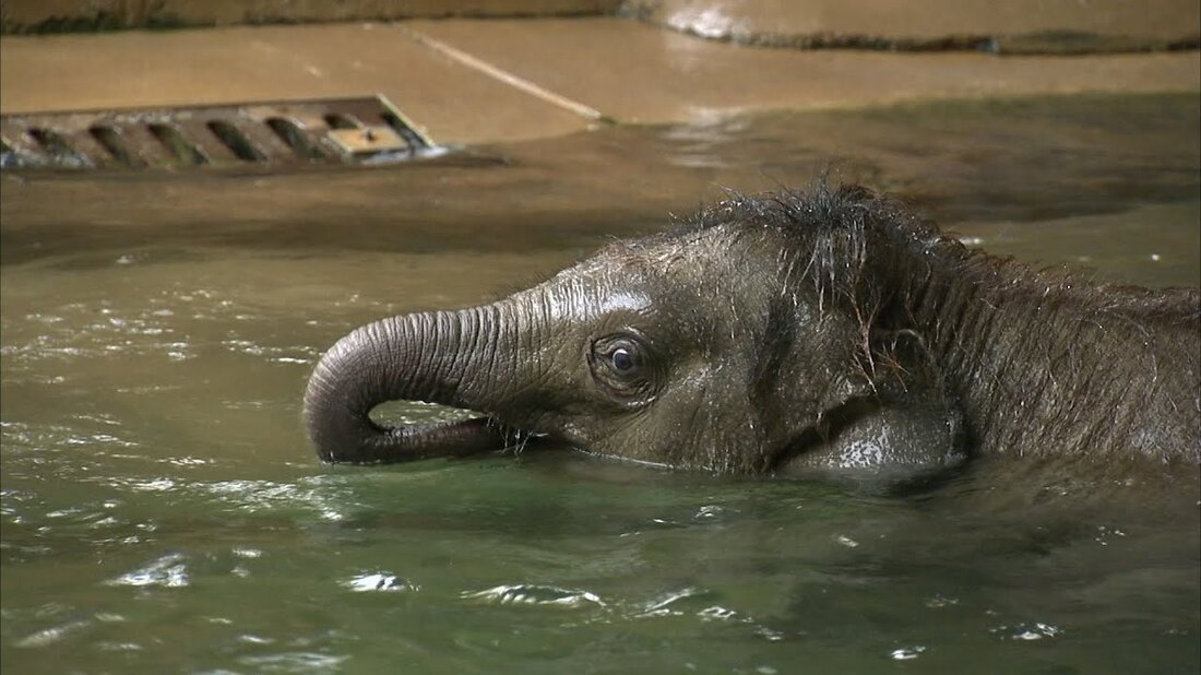 Am 12. August ist #Weltelefantentag. Der Elefantenbaby Ben Long aus dem Leipziger Zoo darf nicht fehlen. Seit einem halben Jahr begeistert der kleine Dickhäuter nicht nur die Tierpfleger im Zoo. Hier geht er mit seiner Tante Don Chung schwimmen … https://www.mdr.de/elefanttigerundco/index.html https://www.facebook.com/elefanttigerundco/. Youtube-Link