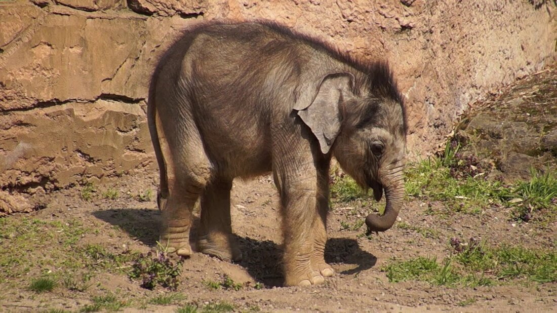 Die erwachsenen Elefanten, die ich gesehen habe, waren tatsächlich nicht seine Eltern, sondern zwei Tanten aus der im Leipziger Zoo lebenden Elefantenherde namens Rani und Don Chung. Sie kümmern sich um den jungen Mann, sind aber in der Regel nicht zärtlich genug, sodass jetzt ein Wachmann da ist, um aufzupassen. Seine Mutter ignoriert ihr Kind leider, als ich investierende Nachrichten über das Baby lese. Vielen Dank für die Likes, ich finde ihn auch sehr süß 🙂 Habe gerade mehr Informationen in diesem Video vom regionalen Rundfunkdienst gefunden: https://www.mdr.de/sachsen/leipzig/leipzig-leipzig-land/video- 291670_zc-7f16c488_zs-1073a67e.html Ich bin sehr traurig zu verkünden, dass er am 30. September …