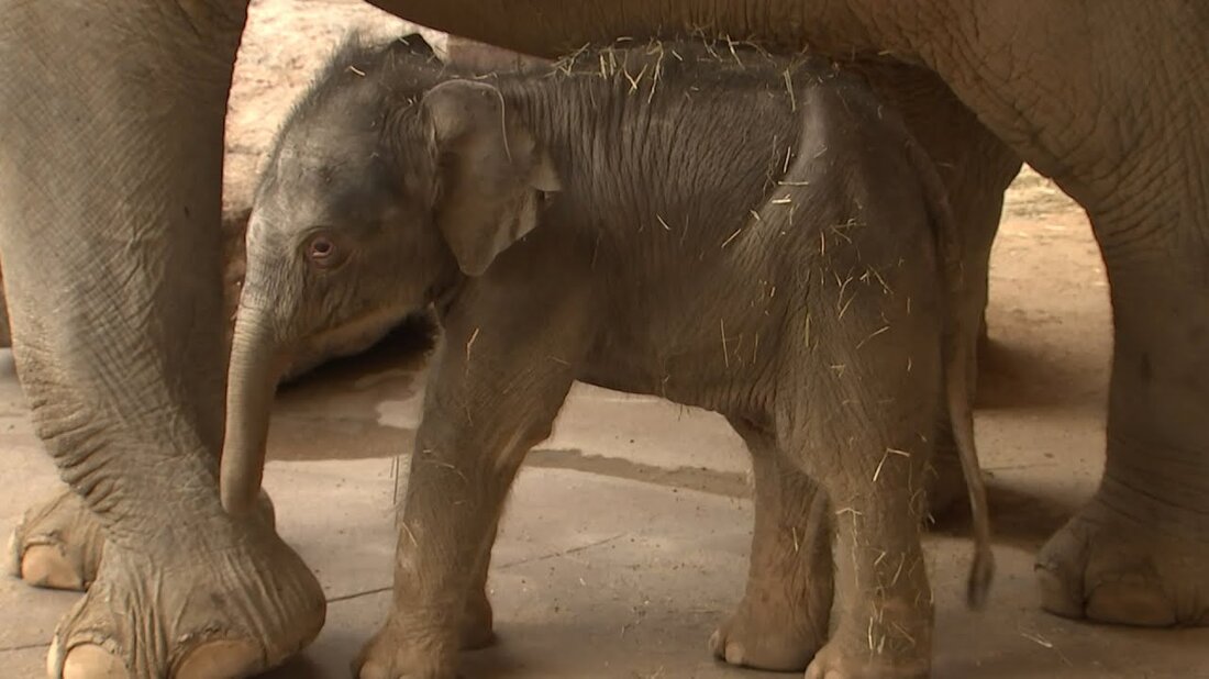 Kaum auf der Welt hat der kleine Elefantenbulle im Zoo Leipzig bereits alle Herzen im Sturm erobert. Sie ist täglich zwischen 10 und 16 Uhr für Besucher zu sehen, die diese Gelegenheit nutzen. Mutter Rani, Tante Don Chung und die Kleine lernen Stunde für Stunde, etwas natürlicher miteinander umzugehen. Für Rani, die zum ersten Mal ein Kalb zur Welt gebracht hat, kein einfacher Lernprozess … https://www.mdr.de/elefanttigerundco/index.html https://www.facebook.com/ elefantigerundco/. Youtube-Link