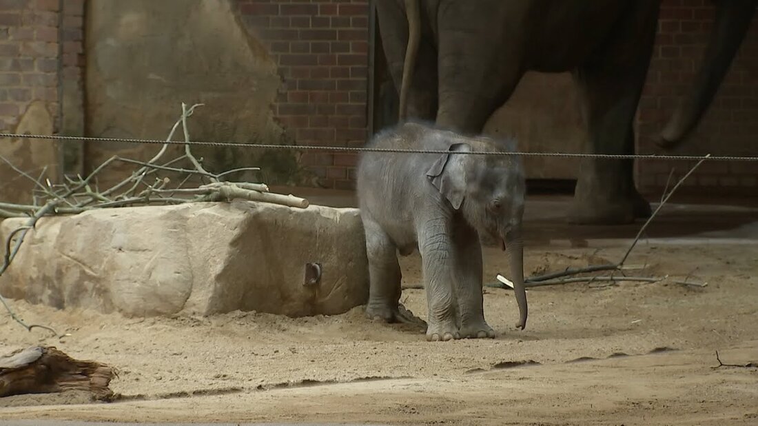 Elefantenbaby und Vater Voi Nam trafen sich zum ersten Mal ohne Trennung im Leipziger Zoo – ein entspanntes Familientreffen … https://www.mdr.de/elefanttigerundco/index.html https://www.facebook.com/ elefanttigerundco/ . Youtube-Link