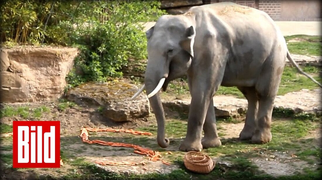 Er hat eine große Anhängerschaft. Am Mittwoch kamen alle in den Zoo, um ihrem Elefantenbullen Voi Nam zu seinem 15. Geburtstag zu gratulieren. Abonnieren Sie jetzt BILD: http://on.bild.de/bild_abo. Youtube-Link