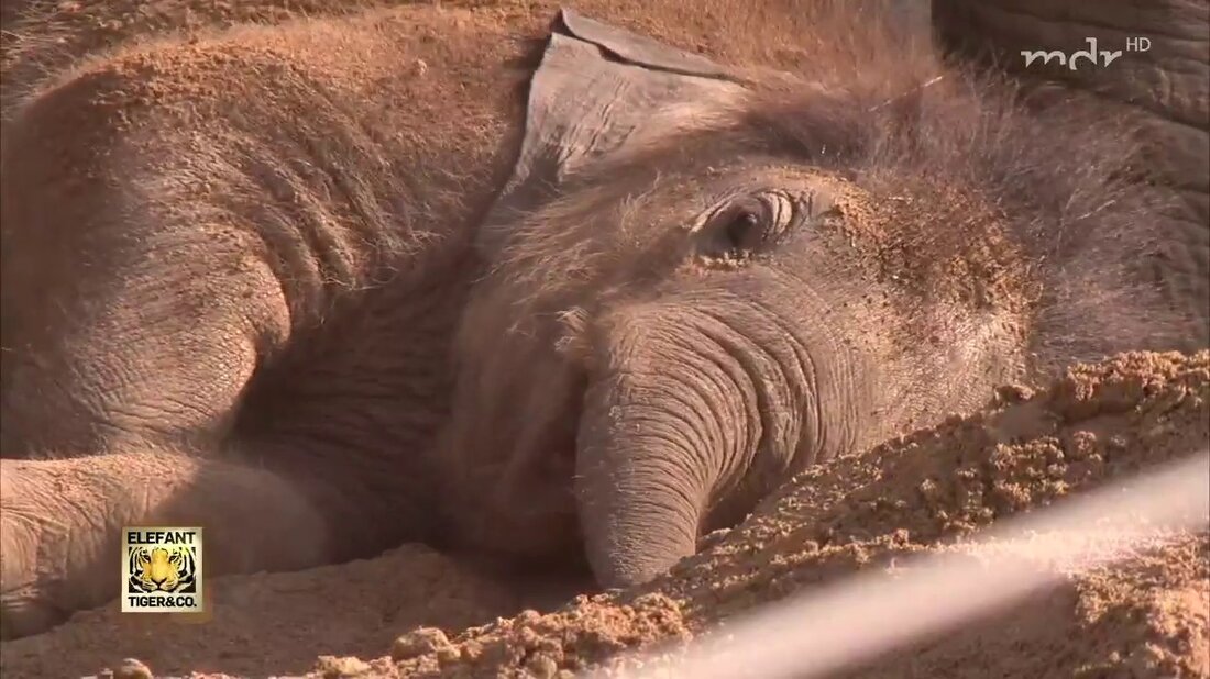 Auf dem Weg zu einer funktionierenden Elefantenherde im Zoo Leipzig gibt es weitere Fortschritte. Nachdem Tante Trinh vor einer Woche den kleinen Bullen Ben Long das erste Mal hautnah kennenlernen durfte, laufen die Treffen des Quartetts nun ganz entspannt und ohne direkte Beteiligung der Pfleger ab … https://www.facebook. com/elefanttigerundco/ https://www.mdr.de/elefantigerundco/index.html . Youtube-Link