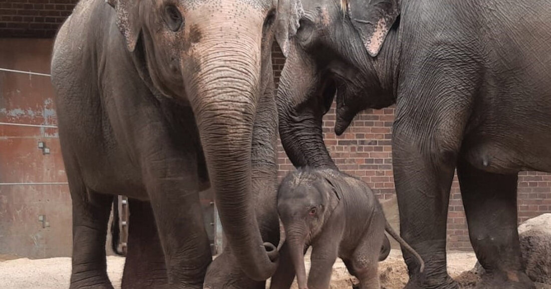 Elefantenjungtier geboren – Zuwachs im Zoo Leipzig Am frühen Morgen des vergangenen Sonntages, den 25.09.2022, begann der Dienstbeginn für die Mitarbeiterinnen und Mitarbeiter mit einer großen Überraschung: Im Elefantentempfel Ganesha Mandir wurde ein Jungbulle entdeckt. © Zoo Leipzig Die zehn Jahre alte Elefantenkuh Pantha ist in der Nacht zum Sonntag zum ersten Mal Mutter geworden und hat die Geburt des kleinen Bullen im Beisein ihrer erfahrenen Mutter Kewa und ihrer Schwester Thuza, die im Moment selbst trächtig ist, gemeistert. Vater des kleinen Jungbullen ist der ebenfalls in Leipzig geborene Voi Nam (20). Alle Vorbereitungen für die Geburt waren bereits abgeschlossen, &hellip;