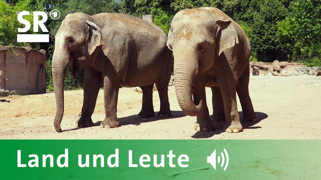 Die Elefantin Kirsty aus Neunkirchen hat neue Mitbewohner aus dem Leipziger Zoo. Die beiden Elefanten Trinh und Hoa sollen sich im Saarland zurückziehen. Der SR 3-Reporter Uwe Jäger begleitete den Transport der beiden Elefanten von Leipzig nach Neunkirchen. Die Sendung „When Elephants Travel“ wurde am 26. Juli 2020 in der Serie „Land und Menschen“ auf SR 3 Saarlandwelle ausgestrahlt. Foto: Zoo Leipzig —– Über diesen YouTube-Kanal —– Im YouTube-Kanal des Saarländischen Rundfunk (SR) finden Sie ausgewählte Beiträge und Programme von SR. Der Schwerpunkt der Berichterstattung liegt auf dem Saarland und der Großregion. Alle Informationen vom und zum Saarländischen Rundfunk: https://SR.de …
