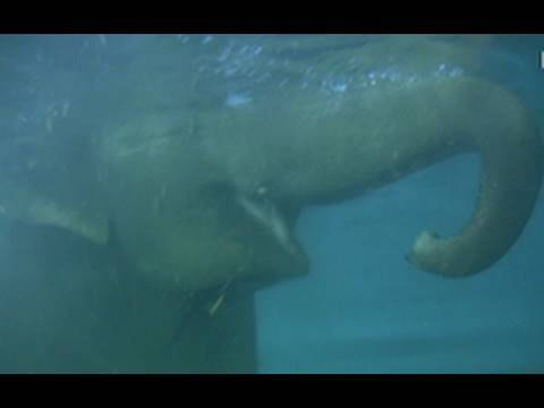 Elefanten baden im Leipziger Zoo. Nachdem die Tierpfleger ein paar Äpfel im Wasser verteilt hatten, war der Elefant versucht zu schwimmen. Leider ließ er sofort ein paar Äpfel ins Wasser fallen. Das trübte die Bilder ein wenig. Entschuldigung für das Wackeln, aber es waren viele Besucher vor Ort und so konnte ich das Stativ nicht aufstellen. . Youtube-Link
