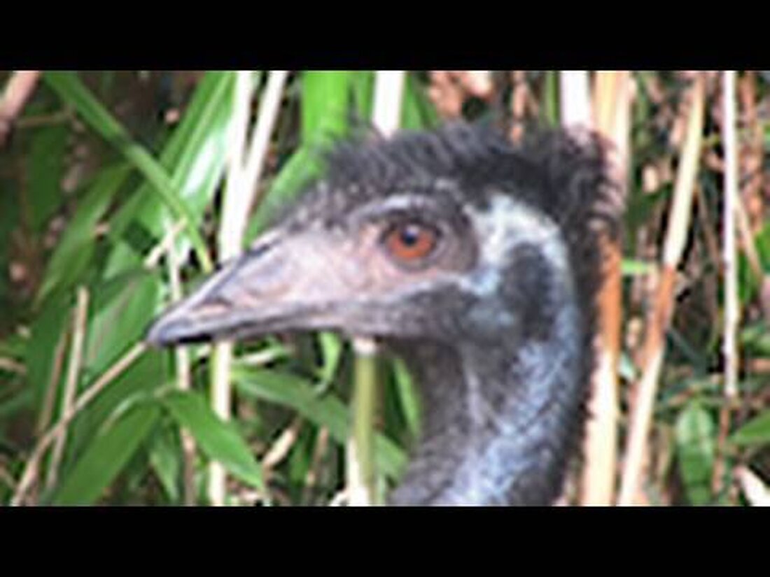 Ich habe diesen Emu im neuen begehbaren australischen Gehege des Leipziger Zoos aufgenommen. Der Emu kommt den Besuchern sehr nahe, was einige dazu ermutigte, das Gehege blitzschnell zu verlassen. 🙂 Sie können die Intelligenz des Vogels sehr gut sehen, wenn er im dichten Busch steht und nach einem Ausweg sucht. Habe Spaß! . Youtube-Link