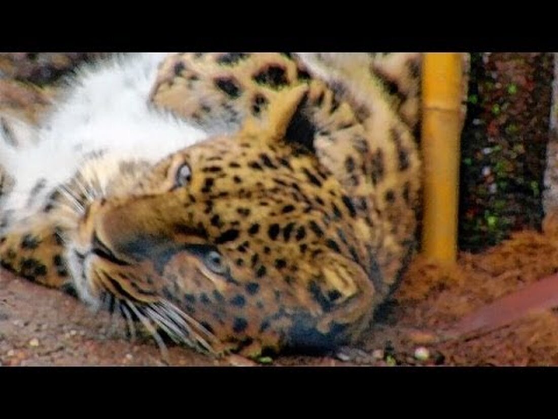 Leipzig, 22. März 2014: Der Leipziger Zoo startet in die Sommersaison und lässt Besucher für die ersten Asia Discovery Days hinter die Kulissen. Das neue Amur-Leoparden-Tal wird ebenfalls eröffnet. . Youtube-Link