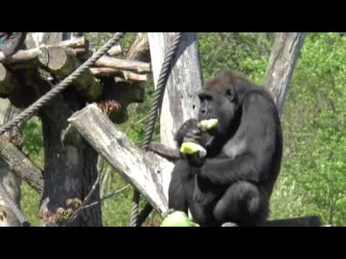 Vom 5. bis 8. Mai fanden im Leipziger Zoo die Entdeckertgae-Jungtiere statt. Auf Touren zu den Jungtieren und Gesprächen mit Tierpflegern konnte man viel über die Nachkommen lernen. In den nächsten Entdeckungstagen im Juni dreht sich alles um Tiere im Wasser. Die Daten: 11. bis 12. Juni. Tiere im Waaser 16.-17.07. Menschenaffen 13.-14.08. Artenschutz 29.-30.10. Tiere in der Nacht #ZooLeipzig #DerNaturAufDerSpur Zoo Leipzig GmbH Pfaffendorfer Str. 29 04105 Leipzig Telefon: 0341 5933-500 Fax: 0341 5933-303 E-Mail: office@zoo-leipzig.de Internet: www.zoo-leipzig.de. Youtube-Link