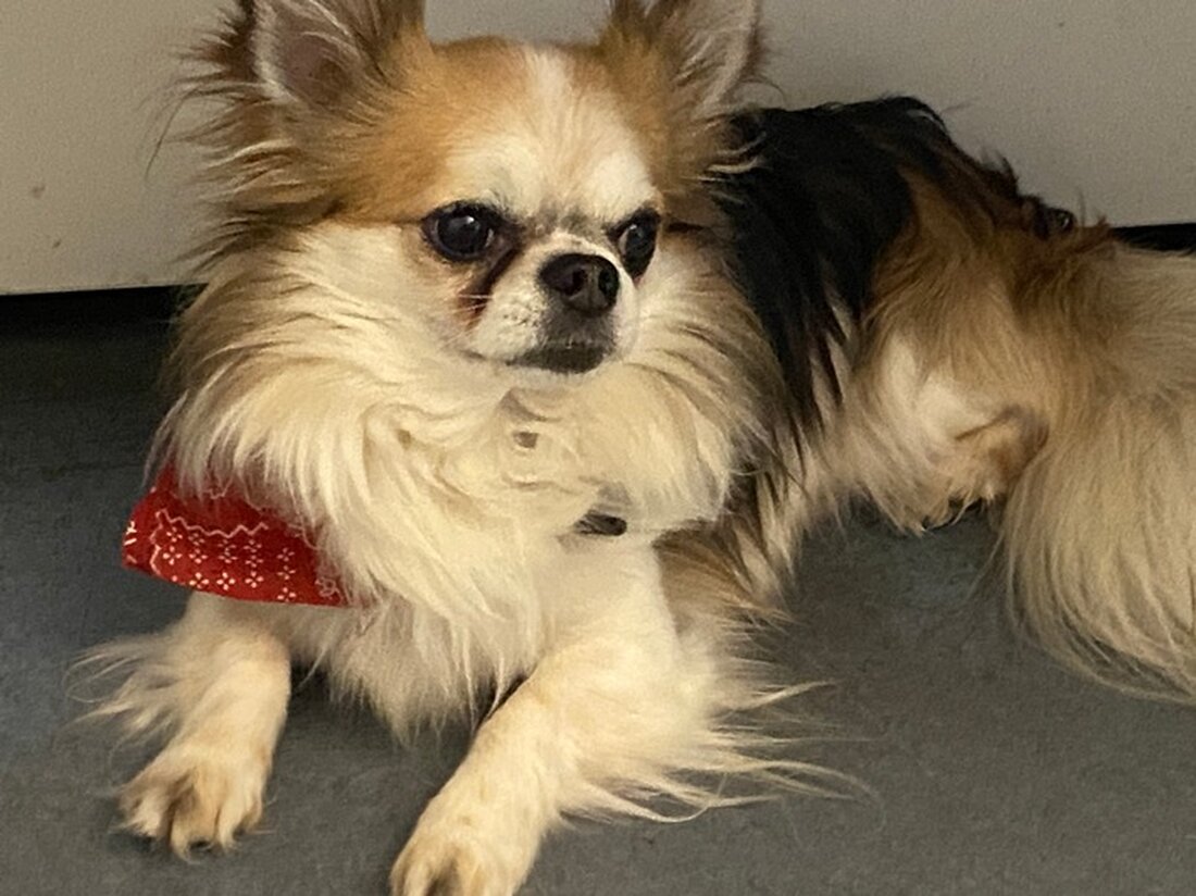 Am 16.04.25 wurde in Hermeskeil ein entlaufener tricolor Langhaar-Chihuahua gefunden. Hinweise nehmen die Behörden entgegen.