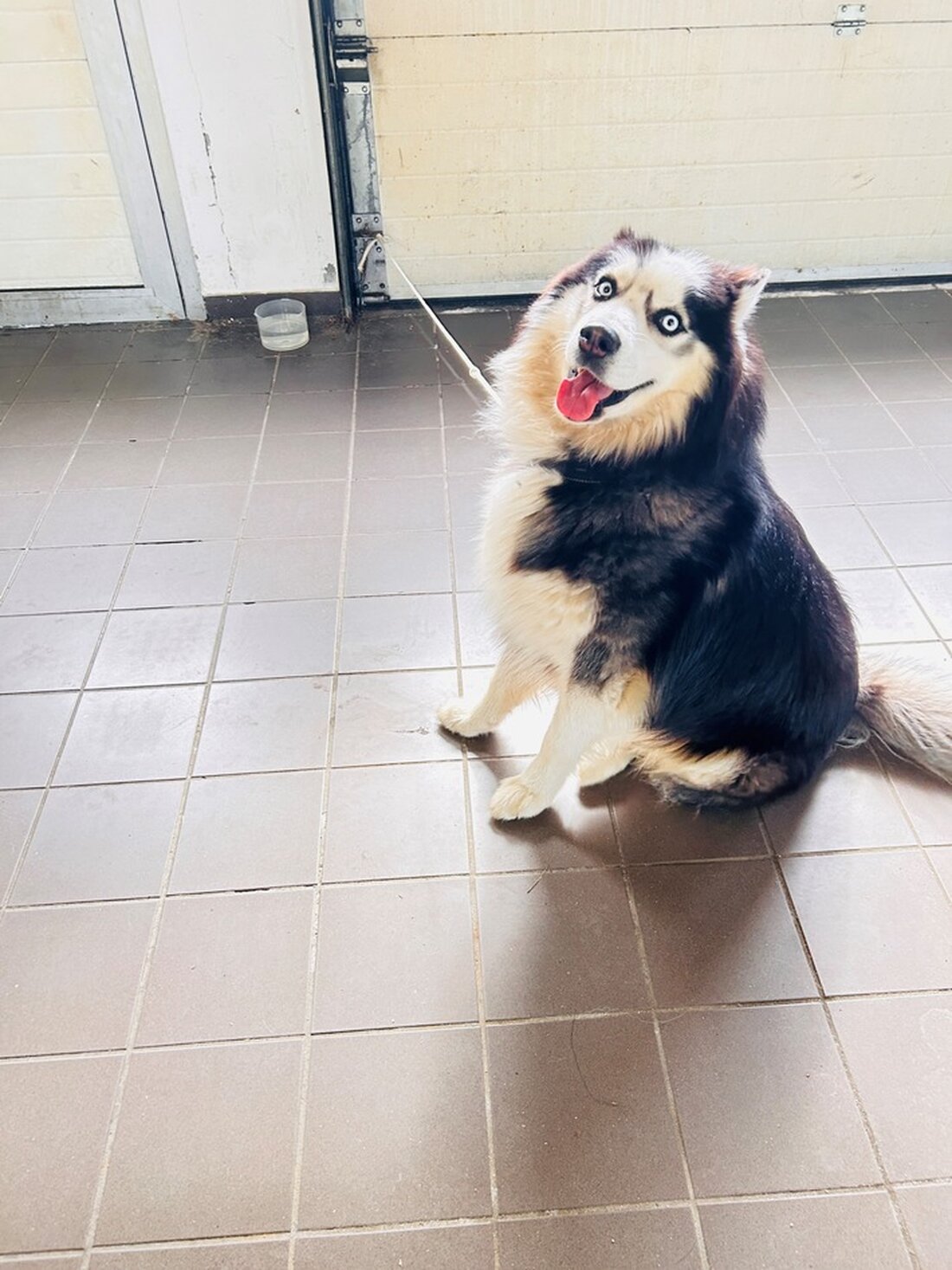 In Haren wurde ein entlaufener Husky gefunden. Eigentümer oder Hinweisgeber bitte unter (05932)72100 melden.