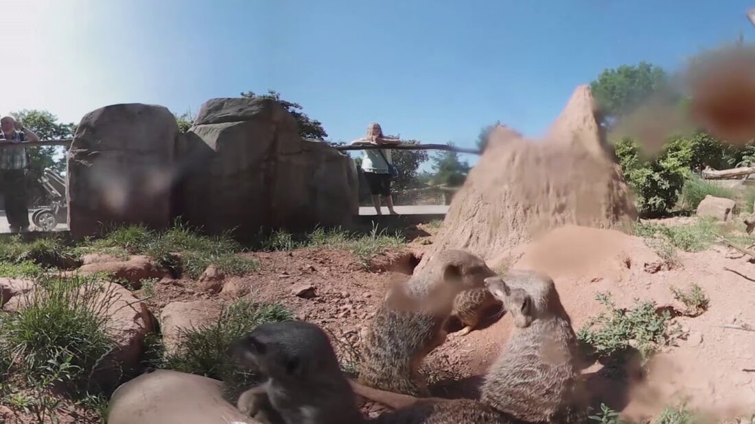 Ungewöhnliche Perspektiven und mittendrin: Elefanten, Tiger & Co haben die Tierwelt mit der 360-Grad-Kamera erkundet. Heute präsentieren wir Teil 1 – wie sieht die Welt aus der Erdmännchenperspektive aus? Viel Spaß dabei. . Youtube-Link