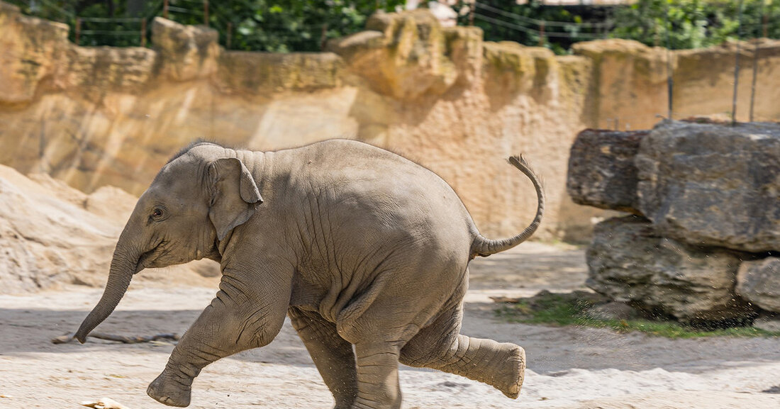 Begleiten Sie die "Entdeckertage Elefanten" im Zoo Leipzig vom 10. bis 12. August 2024 und erfahren Sie mehr über die bedrohten Asiatischen Elefanten.