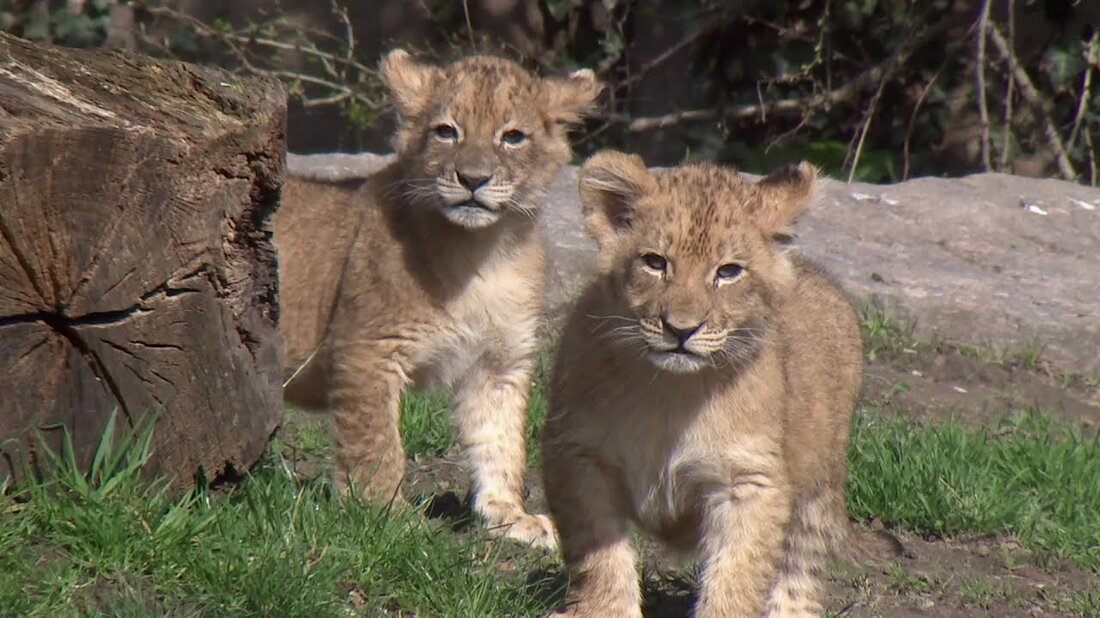 Der Leipziger Zoo ist menschenleer, die Sonne scheint und die Temperaturen steigen angenehm. Ein geeigneter Moment für ungestörte Spaziergänge. Die kleinen Löwen brauchen das, brauchen Vitamin D und alle Reserven, um groß und stark zu werden. Also auf nach draußen für den ersten Ausflug zum Außengehege … https://www.facebook.com/elefanttigerundco/. Youtube-Link