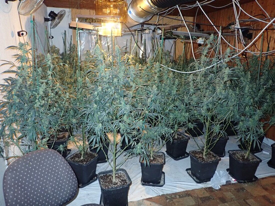 Eschweger Kripo klärt eine Einbruchsserie und entdeckt eine Cannabisplantage. Festnahmen nach umfangreichen Ermittlungen.