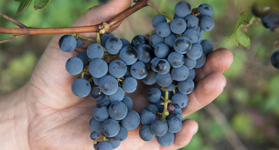 Mit der Markteinführung des Rotwein-Cuvée „Tamino“ aus pilzwiderstandsfähigen Rebsorten am Staatlichen Weinbauinstitut Freiburg bringt das Land den Ökoweinbau voran und trägt zur Reduzierung des Pflanzenschutzmitteleinsatzes bei. „Der Klimawandel und die damit einhergehenden Extremwetterlagen stellen unsere Winzerinnen und Winzer vor große Herausforderungen. Wir benötigen im ökologischen Weinbau geeignete Maßnahmen, um die Ernten zu schützen und unseren Betrieben ein auskömmliches und nachhaltiges Wirtschaften zu sichern. Mit der Einführung der Rotwein-Cuvée ‚Tamino‘ aus pilzwiderstandsfähigen Rebsorten wollen wir ein neues Kapitel im Weinbau aufschlagen, um mit unserer ökologischen Weinproduktion auf Wachstumskurs zu bleiben und den Pflanzenschutz auf ein Minimum zu reduzieren“, sagte Peter Hauk, …