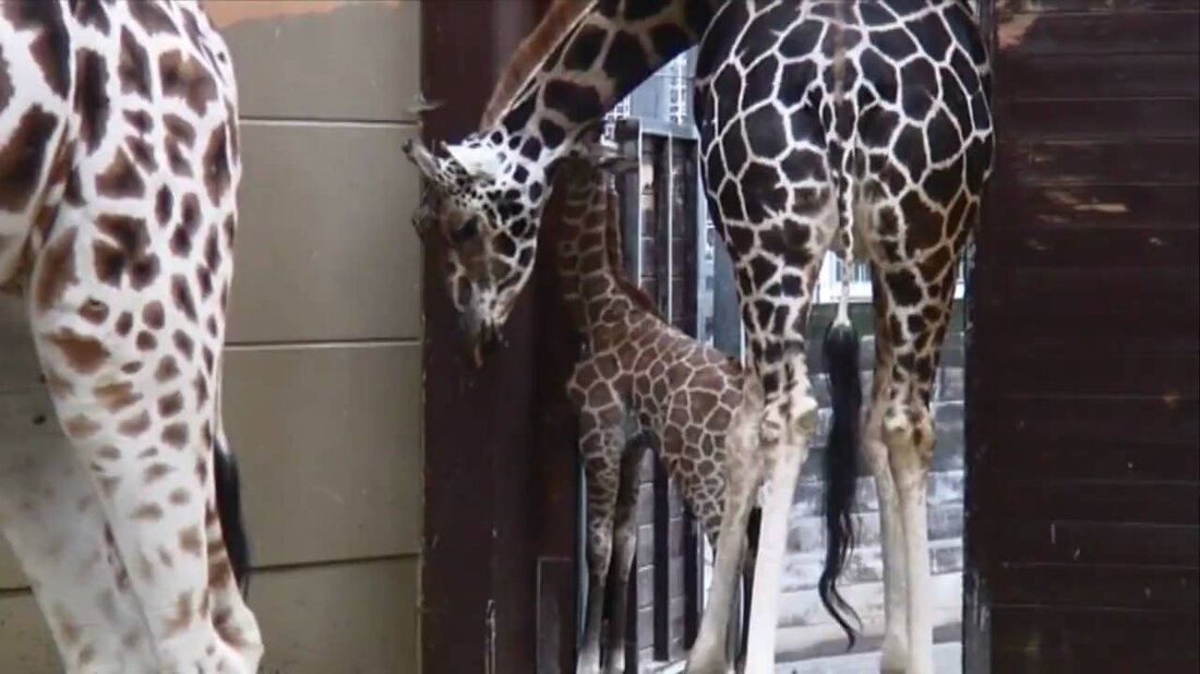 Hier sehen Sie die ersten Bilder der Babygiraffe im Leipziger Zoo. Youtube-Link