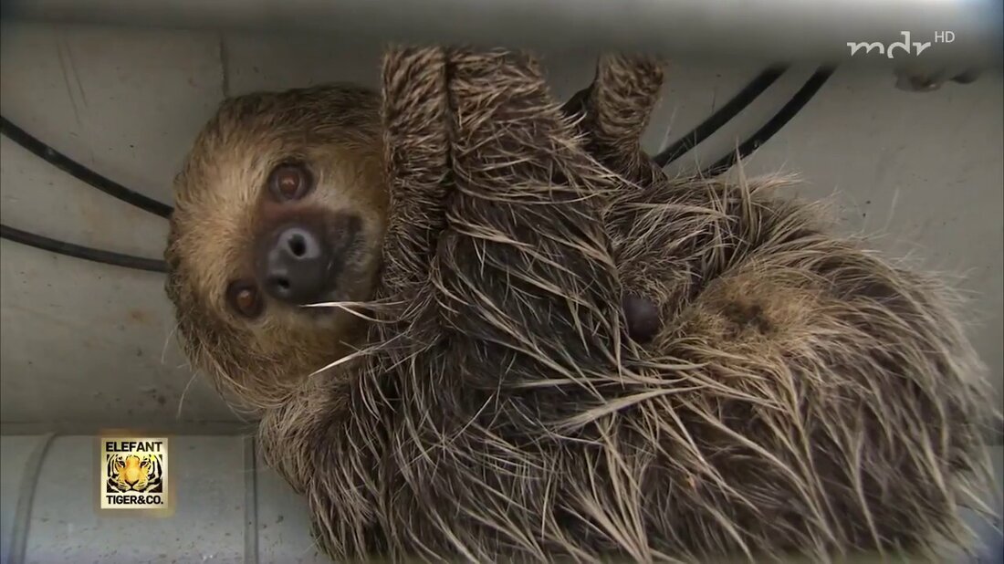 Faultierdame Elfriede ist eine Entfesselungskünstlerin. Zwölf Mal ist sie von ihrer Insel im Leipziger Zoo geflohen. Sie wurde gefangen und immer wieder zurückgebracht. Und jetzt ist sie wieder weg. Aber wenn sie diesmal gefunden wird, gibt es einen neuen Plan! https://www.facebook.com/elefantigerundco/ . Youtube-Link