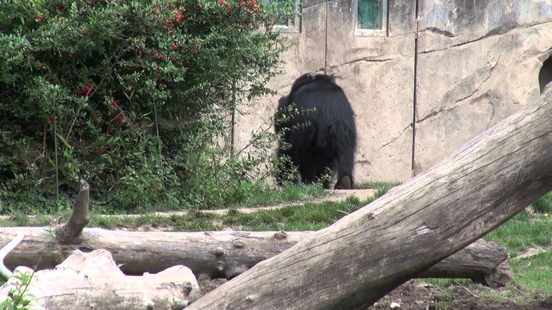 Faultierbär im Leipziger Zoo Leipziger Zoo Deutscher HD Sony HDR-CX700VE Handycam Camcorder. Youtube-Link