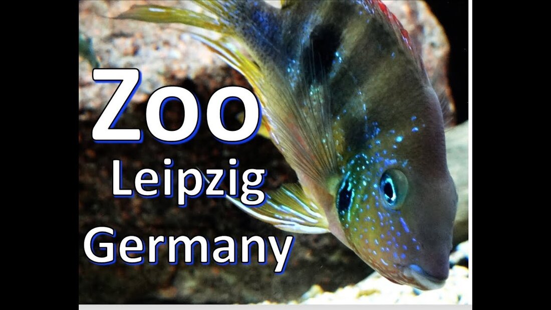 Beobachten Sie wunderschöne Kreaturen und lassen Sie uns ihre Existenz schätzen. Hoffe dir gefällt mein Video. Teilen und abonnieren Sie mehr .. Der Leipziger Zoologische Garten ist einer der alten (140 Jahre alten) Zoos. Es wurde 1878 eröffnet ….. Youtube-Link