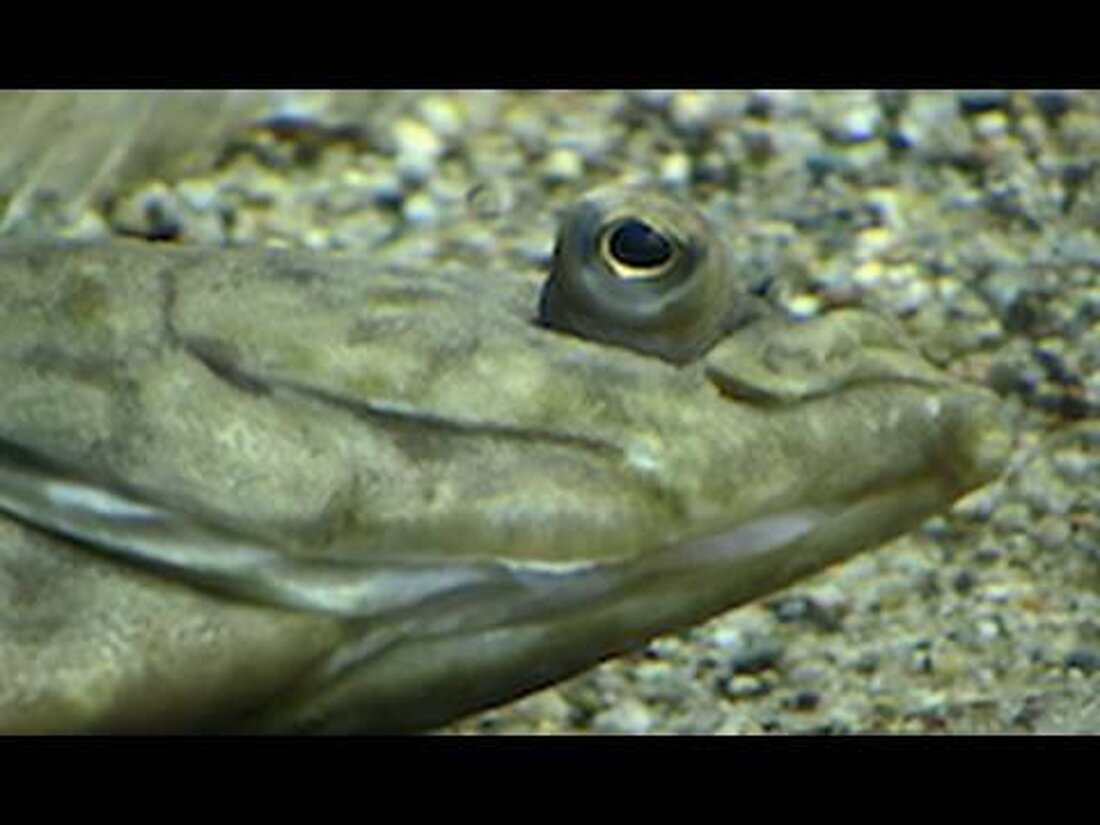 Am frühen Morgen konnte ich im Nordseeaquarium des Leipziger Zoos ein paar Steinbutt und Flunder beobachten. Die Fische waren anscheinend noch müde und so wurde viel gegähnt. Habe Spaß! Einige Steinbutt und Flundern im Nordseeaquarium aus dem Leipziger Zoo. . Youtube-Link
