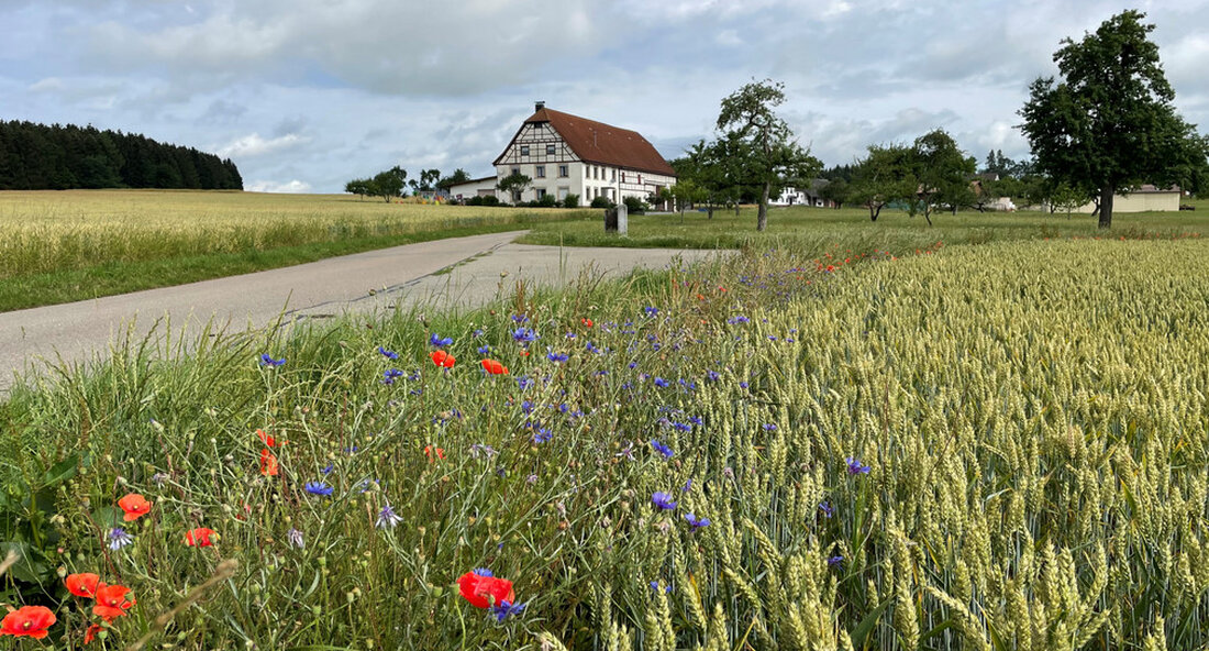Das Land fördert die Flurneuordnung in Mengen-Granheim im Kreis Sigmaringen mit über 300.000 Euro. Die Flurneuordnung in Sauldorf-Bietingen/Boll/Krumbach – ebenfalls im Kreis Sigmaringen – ist erfolgreich abgeschlossen. „Derzeit führen die Gemeindeverbindungsstraßen mitten durch die landwirtschaftlichen Höfe von Granheim. Autos, landwirtschaftliche Fahrzeuge, Ferienhofbesucher und Radfahrer begegnen sich auf gefährliche Art und Weise. Das Flurneuordnungsverfahren schafft eine neue Trasse zur Umfahrung der Höfe und verbessert somit die Verkehrssicherheit und die landwirtschaftliche Struktur“, sagte die Staatssekretärin im Ministerium für Ernährung, Ländlichen Raum und Verbraucherschutz, Sabine Kurtz, am Mittwoch, 27. Juli 2022 anlässlich der Übergabe des Förderbescheids von über 300.000 Euro an die Teilnehmergemeinschaft der Flurneuordnung Mengen-Granheim …