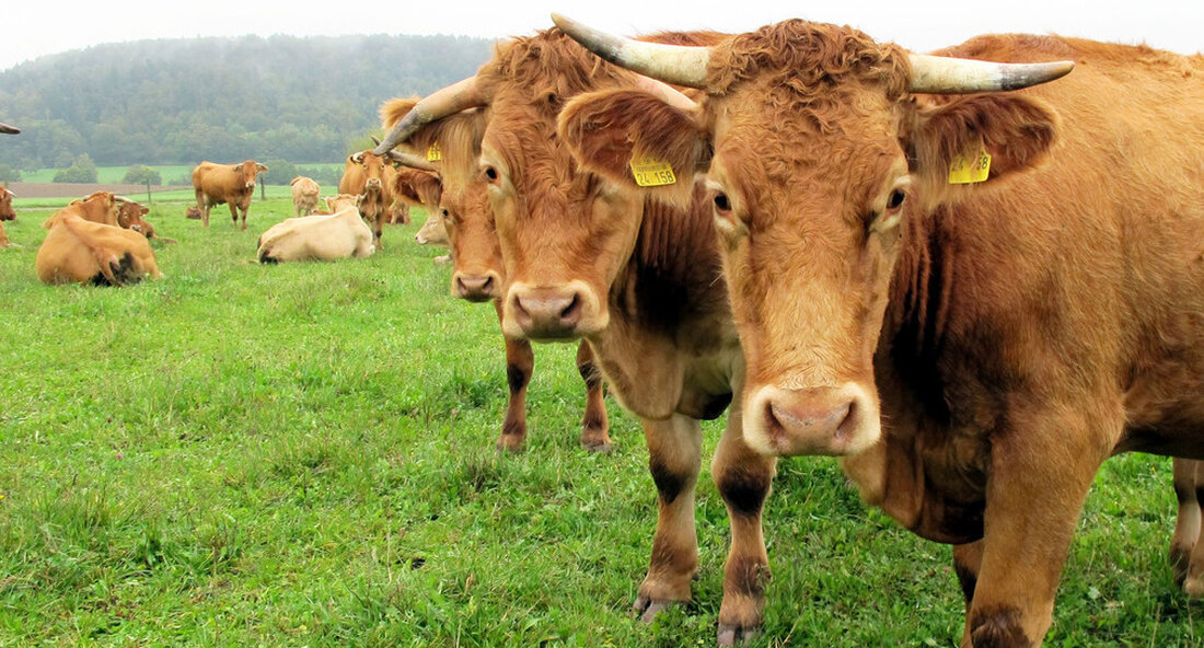 Der Forstlichen Versuchs- und Forschungsanstalt wurde ein getötetes Rind auf dem Gemeindegebiet Bernau im Landkreis Waldshut gemeldet. Ob ein Wolf der Angreifer war, wird derzeit untersucht. Der Forstlichen Versuchs- und Forschungsanstalt in Freiburg (FVA) ist am 11. August 2022 ein totes Rind auf der Gemeindeebene Bernau im Landkreis Waldshut mit einem Rissverdacht gemeldet worden. Zum aktuellen Zeitpunkt kann ein Wolf als Verursacher weder bestätigt noch ausgeschlossen werden. Weitere Analysen sollen diese Frage nun klären Bernau liegt innerhalb des Fördergebiets Wolfsprävention Die Gemeinde Bernau liegt innerhalb des Fördergebiets Wolfsprävention im Schwarzwald, wo mittlerweile drei Wolfsrüden sesshaft geworden sind. Die Nutztierverbände sowie …