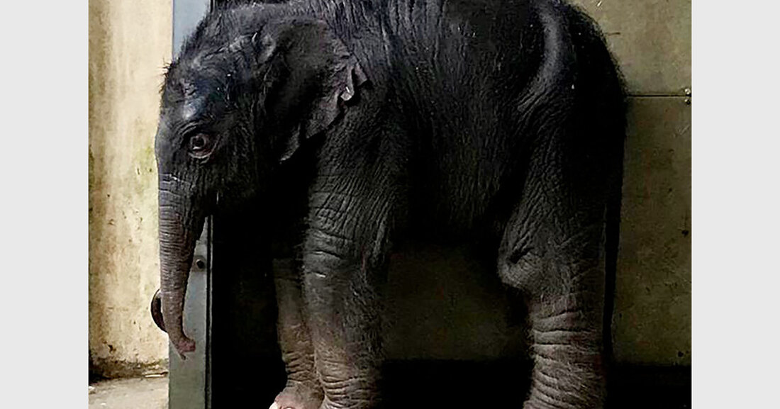 Freude im Leipziger Zoo: Viertes Elefantenkalb kommt zur Welt In der Nacht vom 28. zum 29. Juli 2023 gebar die Asiatische Elefantenkuh Rani ohne Komplikationen eine kleine Tochter. Seit September 2022 ist das die vierte Geburt im Leipziger Elefantentempel. Nach einer langen Tragzeit von etwa 680 Tagen hat die 15 Jahre alte Mutter Rani nachts im Beisein von Elefantin Thuza und ihrer Tochter Bao Ngoc ihr eigenes Kalb zur Welt gebracht. Die große Kleine macht einen guten Eindruck und zeigt nach anfänglichen Startschwierigkeiten ein regelmäßiges Trinkverhalten. „Das ist so ein tolles Bild, das kann man sich nicht ausdenken“, sagt Bereichsleiter …