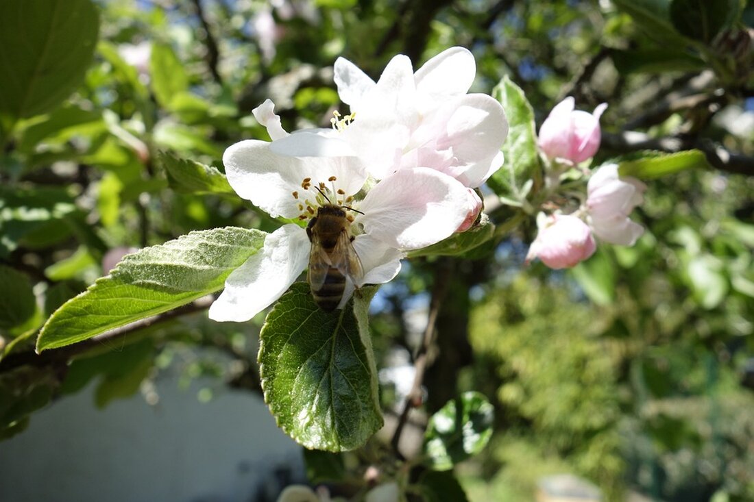 Der Frühling ist da und damit auch die Zeit für den Kindersachenflohmarkt in Berlin-Friedrichshain-Kreuzberg. Die Bezirksbürgermeisterin Clara Herrmann lädt alle Familien herzlich ein, ihre nicht mehr benötigten Kinder- und Babysachen zu verkaufen oder zu tauschen. An insgesamt 30 Ständen können Besucher Spielzeug, Kleidung, Bücher und alles Mögliche für junge Familien finden. Bei schönem Wetter findet der Flohmarkt im Garten hinter der Bibliothek statt, bei Regen im gesamten Erdgeschoss. Neben dem Flohmarkt bietet die Bezirkszentralbibliothek als Vorbereitung auf die Europawahl besondere Vorleseangebote für Kinder an. Die Geschichten werden in verschiedenen europäischen Sprachen wie Englisch, Französisch, Italienisch, Polnisch, Portugiesisch, Tschechisch und Deutsch …