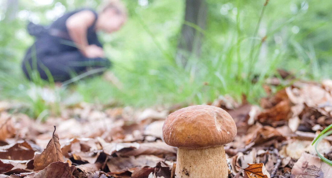 Für Pilzsammler beginnt im Herbst die Pilzsaison. Das regnerische Wetter tut dem Wald gut und fördert das Wachstum von Waldpilzen. Das spricht für eine gute Pilzsaison, die die Speisekarte bereichert. „Die natürliche und saisonale Küche mit Pilzen aus unseren Wäldern zu verfeinern, ist etwas ganz Besonderes. Unsere Waldpilze hatten dieses Jahr die besten Voraussetzungen dafür. Nach dem langen Regen im Sommer erwartet uns eine reiche Pilzernte“, sagte der Minister für Ernährung, ländlichen Raum und Verbraucherschutz. Peter Hauk. Viele Baden-Württemberger verbinden ihren Waldspaziergang mittlerweile mit dem Sammeln von Pilzen und anderen Waldfrüchten. Beliebte Waldpilze in den südwestdeutschen Wäldern sind zum Beispiel …
