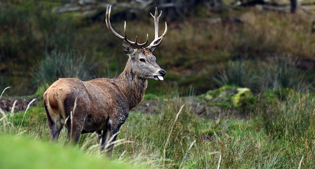 Das Rotwild gehört zu Baden-Württemberg. Für einen gesunden Wildbestand ist innerhalb der bestehenden Rotwildgebiete ein gezieltes Rotwildmanagement zur Verbesserung der Genetik notwendig. „Für einen gesunden und stabilen Rotwildbestand müssen wir die genetische Diversität dieser Wildart erhöhen, um die Anpassungsfähigkeit der Populationen an sich veränderte Umweltbedingungen auch in Zukunft zu gewährleisten. Das ist ein Ergebnis einer Genetikstudie der Forstliche Versuchs- und Forschungsanstalt Freiburg (FVA) und deckt sich mit der Herausforderung, vor der in Deutschland nahezu alle Länder mit verinselten Rotwildvorkommen stehen. In Baden-Württemberg gehen wir den eingeschlagenen Weg mit einem bewährten Rotwild-Management innerhalb der bestehenden Rotwildgebiete weiter, und werden mit einem …