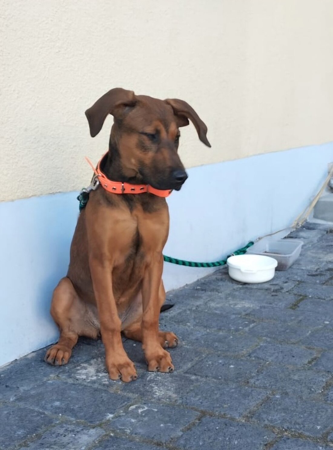 Die Polizei ermittelt den Tierhalter eines im Helbetal gefundenen Hundes. Die Mischlingshündin sucht ein neues Zuhause im Tierheim Sömmerda.