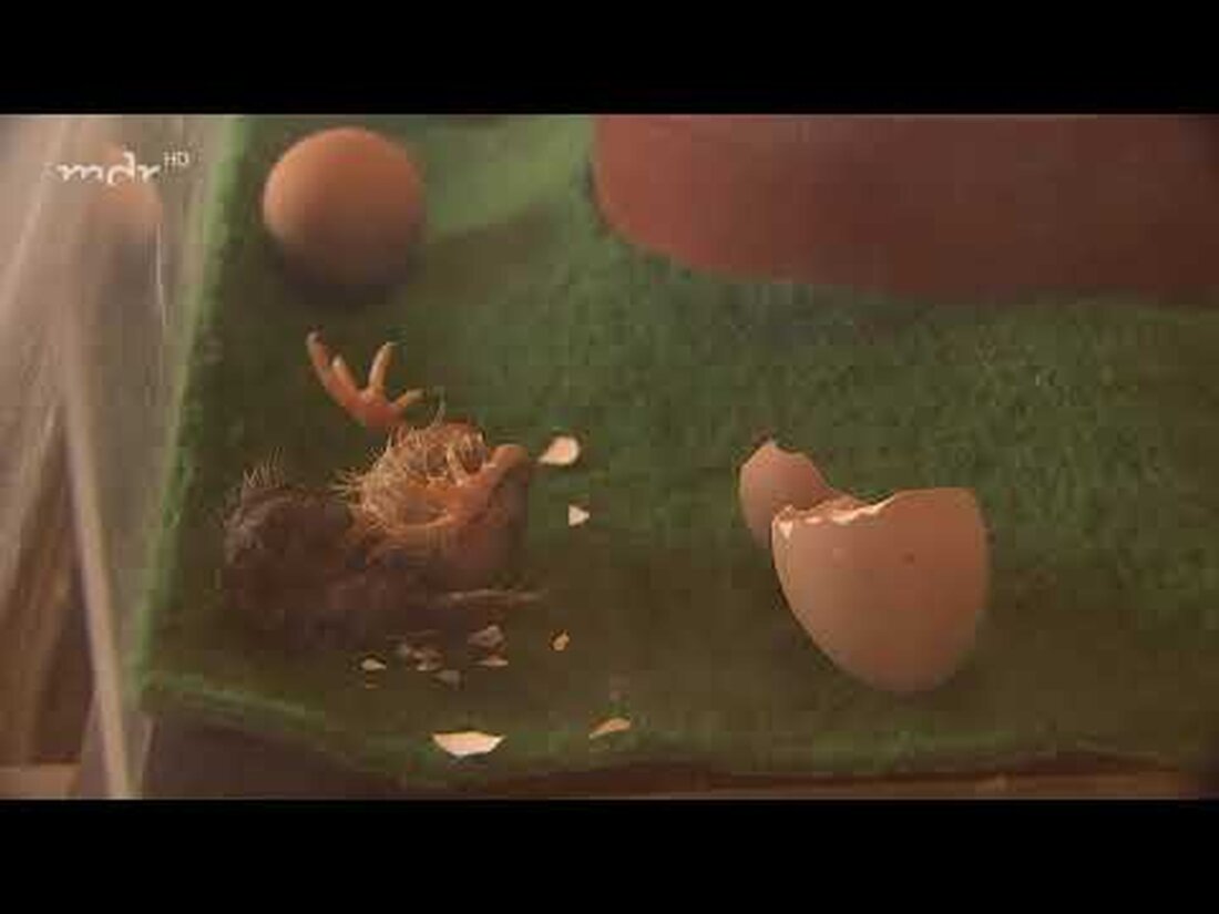 Mit dem Frühling kommt der Nachwuchs und plötzlich herrscht im Tierkindergarten des Leipziger Zoos wieder reges Treiben. Selbst bei den Hühnern fallen die Nachkommen aus dem Ei … Youtube-Link