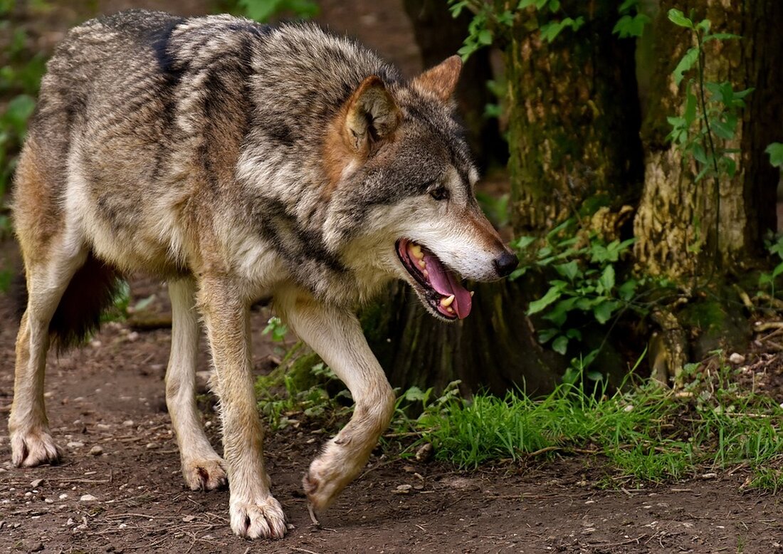 Mein lieber Schwan: Wandergeflügel bremst in Nobitz Autofahrer aus Eine Schwanenfamilie schwebt im Nobitzer Ortsteil Kraschwitz in täglicher Lebensgefahr. Die Tiere sind immer wieder auf der Straße unterwegs – ein Jungtier ist bereits gestorben. Lebensgefahr für Schwanenfamilie Im kleinen Kraschwitz bei Nobitz sorgt eine Schwanenfamilie für nahezu tägliche Bremsmanöver und Hupkonzerte. Die beiden Elterntiere und ihr Nachwuchs pendeln zwischen Teich und Feld, zwischen Badevergnügen und Fress-Schlaf-Platz, berichtet Andrea Rücker, die Vorsitzende des Altenburger Vereins „Hoffnung für Wildenten, Schwäne & Co.“. Mehrere Anwohner hätten sie bereits angerufen und von brenzligen Situationen berichtet. Gefahr auf der Durchgangsstraße Teich und Feld werden durch …
