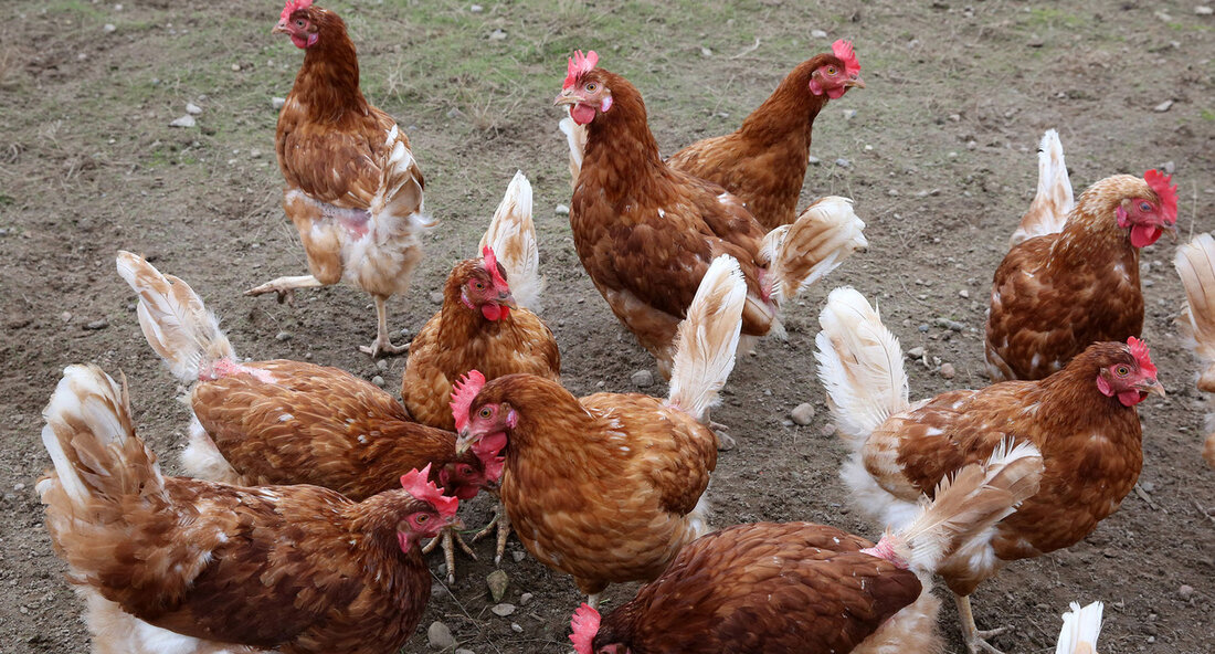 Vogelgrippefall in Baden-Württemberg: Biosicherheitsmaßnahmen bleiben dringend erforderlich Im Landkreis Rottweil wurde kürzlich ein Fall von Vogelgrippe bei einem Zugvogel bestätigt. Dies ist derzeit der einzige Fall in Baden-Württemberg, aber deutschlandweit ist ein Vogelgrippegeschehen über das ganze Jahr hinweg zu beobachten. Angesichts dieser Situation betont Minister für Ernährung, Ländlichen Raum und Verbraucherschutz, Peter Hauk, die weiterhin dringende Notwendigkeit, Biosicherheitsmaßnahmen in Geflügelhaltungen einzuhalten, auch bei Haltungen mit weniger als 1.000 Tieren. Das Friedrich-Löffler-Institut (FLI) stufte in seiner aktuellen Risikobewertung das Eintragsrisiko ausgehend von Wildvögeln in die Geflügelhaltungen bundesweit als „hoch“ ein. Daher ist es unverändert oberste Priorität, das Geflügel vor Ansteckung zu …