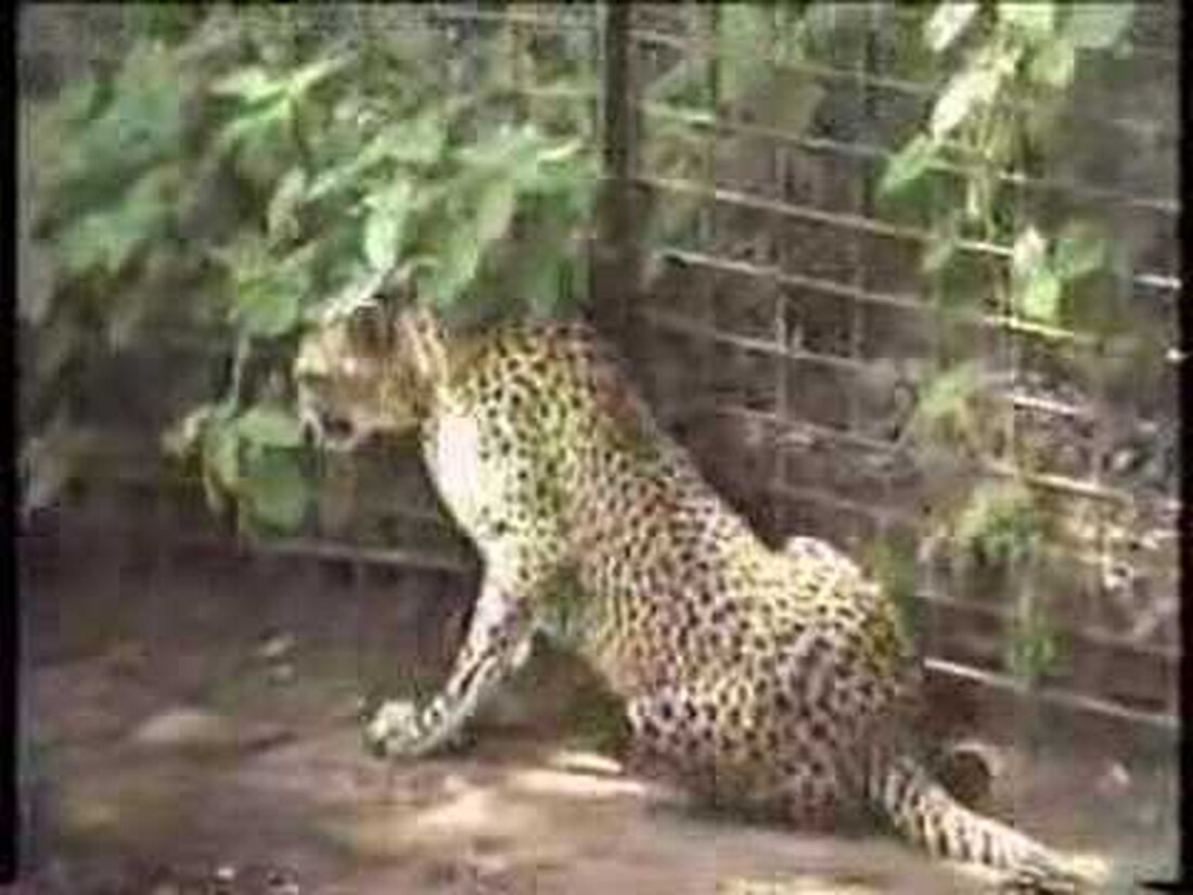 Cheetah nahm im Leipziger Zoo im Jahr 2002 die Umwandlung von VHS auf. . Youtube-Link