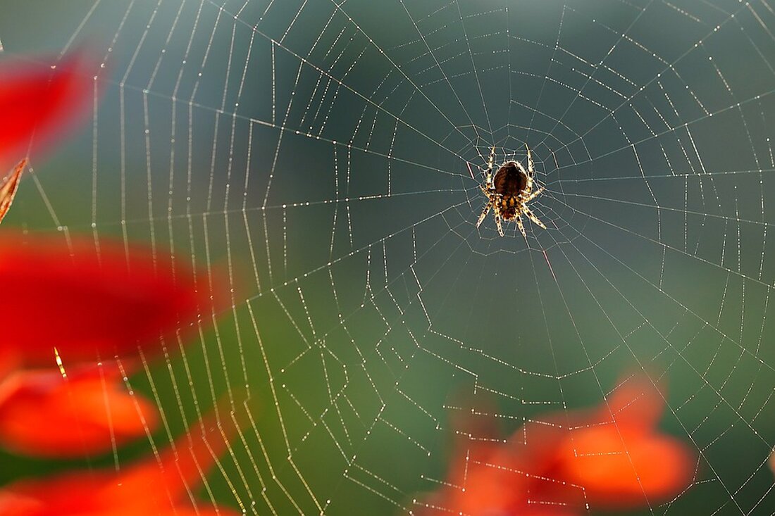 In den vergangenen Wochen haben die Bürger vermehrt über gespinstartige Netze in den Parks und Grünanlagen des Bezirks berichtet. Diese Netze werden von Gespinstmotten gebaut, die zu den Nachtfaltern zählen und für den Menschen völlig ungefährlich sind. Gespinstmotten sind kleine Schmetterlinge, die ihre Eier im Juli und August an Zweigen ablegen. Die Raupen schlüpfen im Herbst und überwintern, um ab April an austreibenden Sträuchern und Bäumen zu fressen und ab Anfang Mai ihre gespinstartigen Netze zu bauen, die sie vor Fressfeinden und den Witterungsbedingungen schützen. Die Raupen der Gespinstmotte können zu Fraßschäden an den Gehölzen führen, was die Vitalität der …