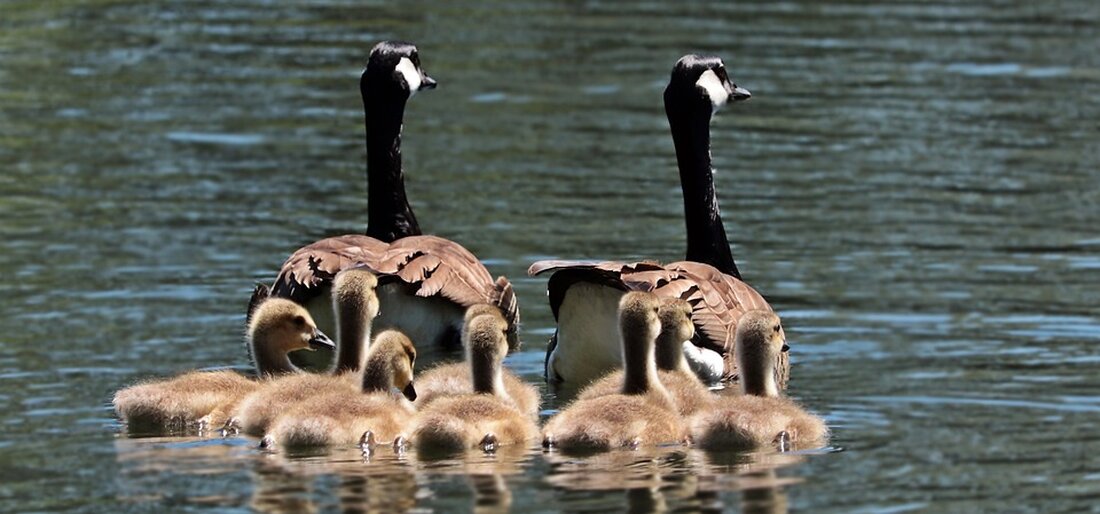 Der Zukunftskiez Hellersdorf plant vom 22. Mai bis zum 31. Mai 2024 eine Gesundheitswoche für Familien, Eltern, Kinder und Jugendliche. Die Gesundheitswoche knüpft an den Sportaktionstag an der Pusteblume-Grundschule an, der am 22. Mai stattfindet und bietet in den folgenden Tagen zahlreiche kostenlose Gesundheitsangebote an. Diese reichen von Spiel- und Bewegungsaktivitäten über zuckerfreies Kochen bis hin zu einem Workshop über Glück. Der Zukunftskiez Hellersdorf ist ein Bildungsnetzwerk von Einrichtungen für Eltern, Kinder, Jugendliche, Seniorinnen, Senioren und Familien in der Nachbarschaft. Das Hauptziel besteht darin, dass das Lernen Spaß macht und Angebote geschaffen werden, die von jedem in der Nachbarschaft genutzt …