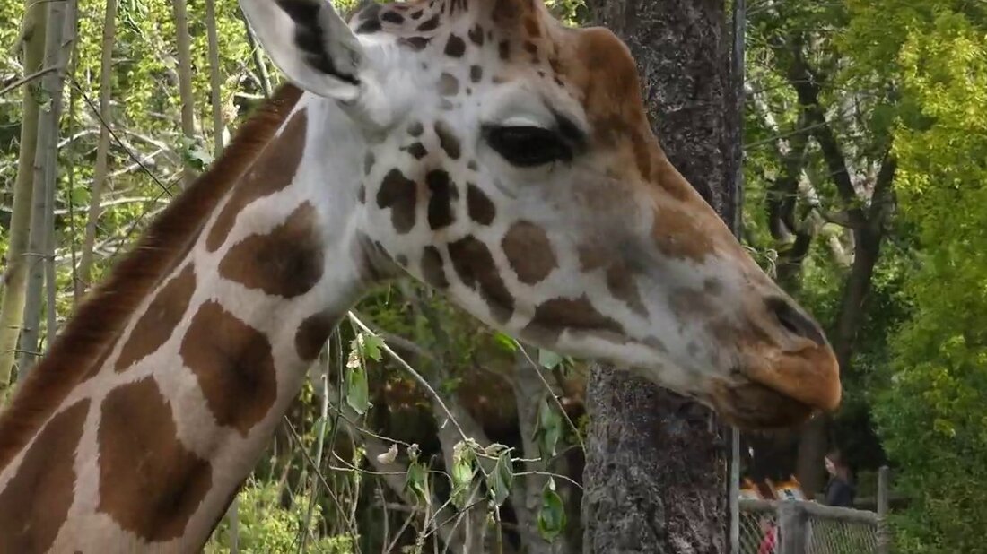 #giraffe #zoo #leipzig # Africa In diesem Video sehen Sie ein wunderschönes Exemplar einer Giraffe, die die Besucher nicht einmal mit dem Essen belästigen lässt. Sie können dieses schöne Tier jeden Tag im Zoo in Leipzig im Freistaat Sachsen in Deutschland sehen. Sie können diese Giraffe und 3 andere Giraffen im afrikanischen Gebiet des Zoos sehen, das ihrem natürlichen Lebensraum in Afrika nachempfunden ist. Hier spazieren Sie auf dem Gelände und auf Augenhöhe mit den Giraffen und müssen nicht erst eine Safari machen. In diesem Video sehen Sie ein wunderschönes Exemplar einer Giraffe, das beim Essen nicht einmal von Besuchern …