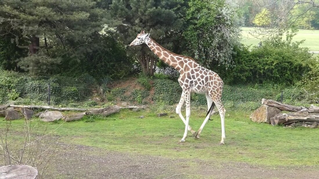 #giraffes #antilopen #zooleipzig Im afrikanischen Gebiet des Leipziger Zoos in Sachsen können Sie in der großen Kiwara-Savanne gemeinsam wunderschöne Rothschild-Giraffen und Säbelantilopen beobachten. Diese Einrichtung bietet viel Platz für die Tiere und es wurden Versuche unternommen, den natürlichen Lebensraum der Tiere wiederherzustellen, damit sie sich füllen können. Im afrikanischen Raum des Leipziger Zoos in Sachsen können Sie gemeinsam wunderschöne Rothschild-Giraffen und Säbelantilopen in der großen Kiwara-Savanne besuchen. Diese Einrichtung bietet viel Platz für die Tiere und es wurden Versuche unternommen, den natürlichen Lebensraum der Tiere so wiederherzustellen, dass sie sich gut füllen. . Youtube-Link