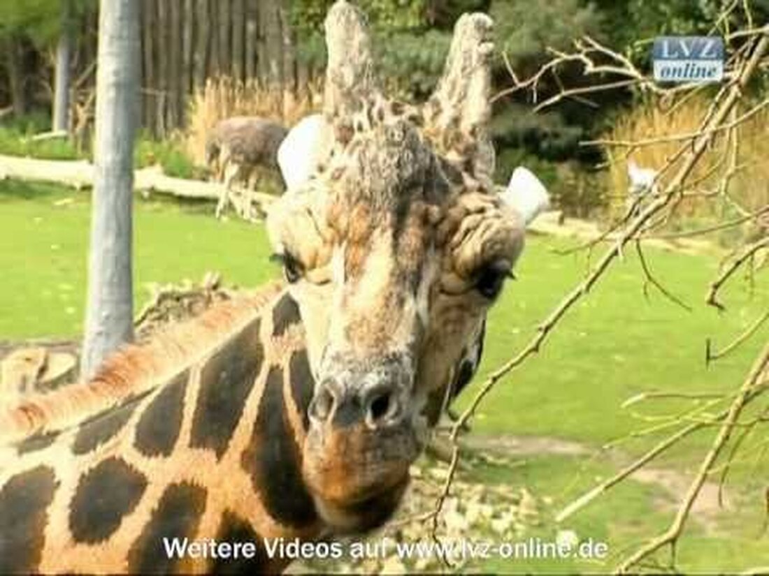 Weitere Neuigkeiten, weitere Videos: http://www.lvz-online.de Leipzig, 5. Oktober 2010: Das kleine Giraffenmädchen hat am Dienstagnachmittag seinen Namen mit einer symbolischen Taufe erhalten. Zahlreiche Zoobesucher haben die Aktion nicht verpasst. . Youtube-Link