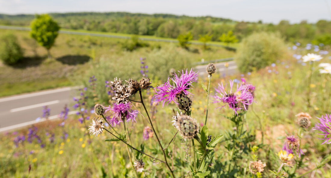 Hemsbach und der Rhein-Neckar-Kreis sind für ihre herausragenden Bemühungen zur Stärkung der biologischen Vielfalt mit der Auszeichnung „Goldene Wildbiene“ geehrt worden. Die Staatssekretärin Elke Zimmer persönlich überreichte den beiden Kommunen die Auszeichnung für ihre gelungene Umwandlung ungenutzter Flächen entlang von Straßen in blühende Nahrungsquellen und Lebensräume für Insekten. Im Rahmen des Wettbewerbs „Blühende Verkehrsinseln“ des Verkehrsministeriums haben Hemsbach und der Rhein-Neckar-Kreis besonders überzeugt. Staatssekretärin Elke Zimmer besuchte die umgestalteten Blühflächen und enthüllte das Gewinnerschild mit der „Goldenen Wildbiene“ als Anerkennung für das Engagement der Kommunen. Sie betonte die Bedeutung des Erhalts der biologischen Vielfalt in Zeiten des Klimawandels und bezeichnete …