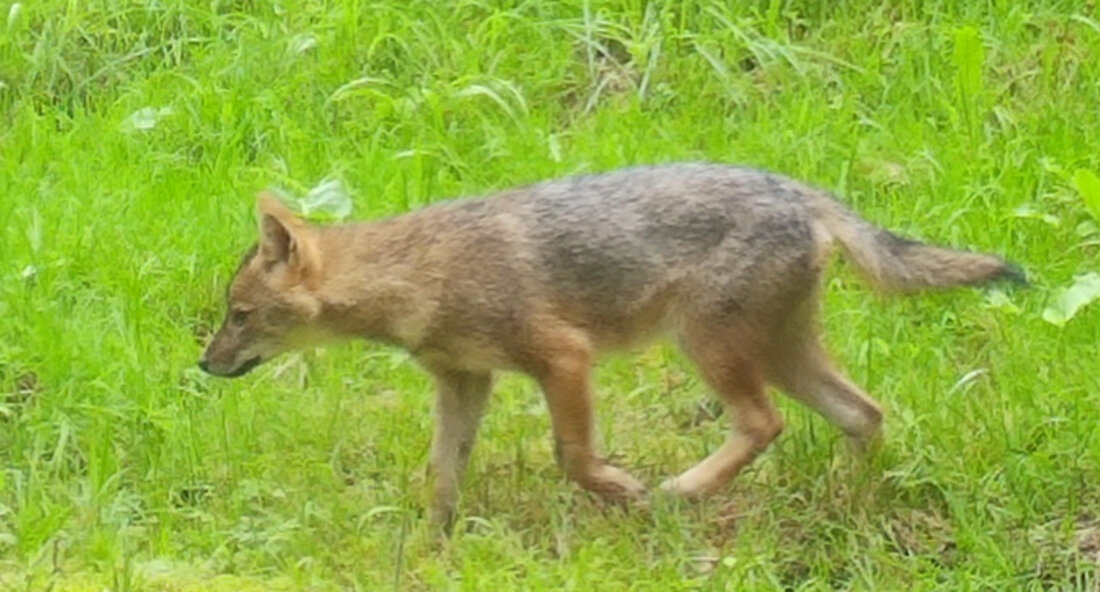 Goldschakale in Baden-Württemberg: Nachwuchs im Schwarzwald-Baar und Konstanz In den Landkreisen Schwarzwald-Baar und Konstanz gibt es 2024 Grund zur Freude: Die Fotofallen der Forstlichen Versuchs- und Forschungsanstalt (FVA) bestätigen den Nachwuchs bei den Goldschakalen. Insgesamt wurden mindestens vier Welpen in diesen beiden Regionen beobachtet. Dies markiert das vierte Jahr in Folge, in dem eine Reproduktion dieser Art in Baden-Württemberg nachgewiesen werden kann. Die ersten Nachweise stammen aus dem Schwarzwald-Baar-Kreis, wo eine Fähe mit Gesäuge sowie die Welpen selbst gefilmt wurden. Auch im Landkreis Konstanz konnte der Fortpflanzungserfolg der Goldschakale dokumentiert werden – hier ist es das erste Mal, dass der …