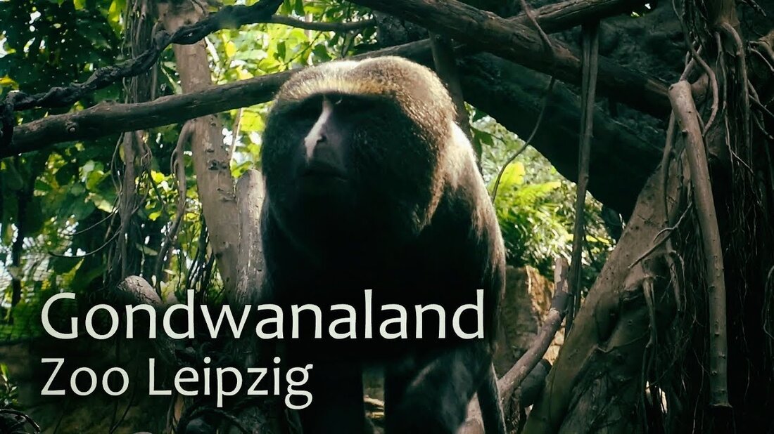 Im Gondwanaland Zoo Leipzig können Sie den tropischen Regenwald Afrikas, Asiens und Südamerikas spüren. Die 16.500 Quadratmeter große riesige tropische Halle wurde am 30. Juni 2011 eröffnet. #Gondwanaland #Leipzig. Youtube-Link