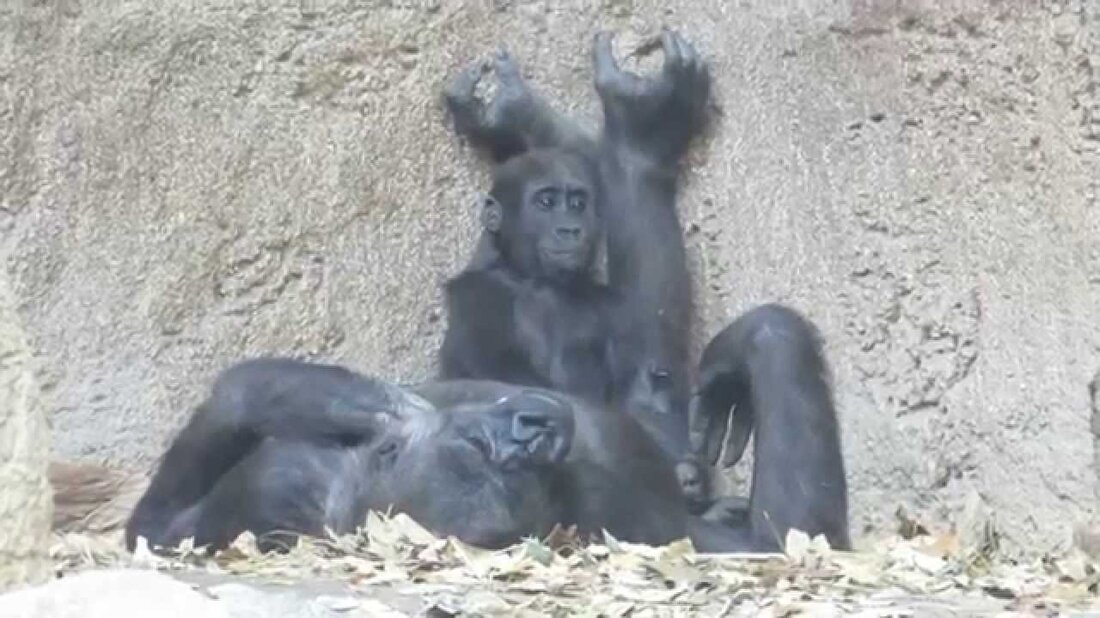 Aufgenommen am 3. November 2015 im Leipziger Zoo. . Youtube-Link