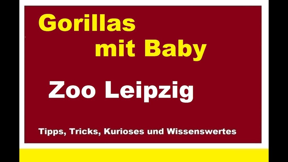 Gorillas im Leipziger Zoo Gorillafamilie mit jungem Baby Zoo Leipziger Affe Silberrücken In diesem Video sehen Sie die Gorillas, die im Frühjahr 2018 mit einem Neugeborenen im Leipziger Zoo leben. Youtube-Link