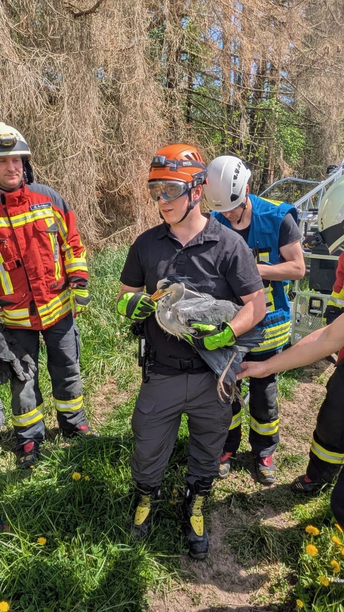 Am Ostersonntag rettete die Feuerwehr Stockach einen verunglückten Graureiher aus einer hohen Tanne in Espasingen.