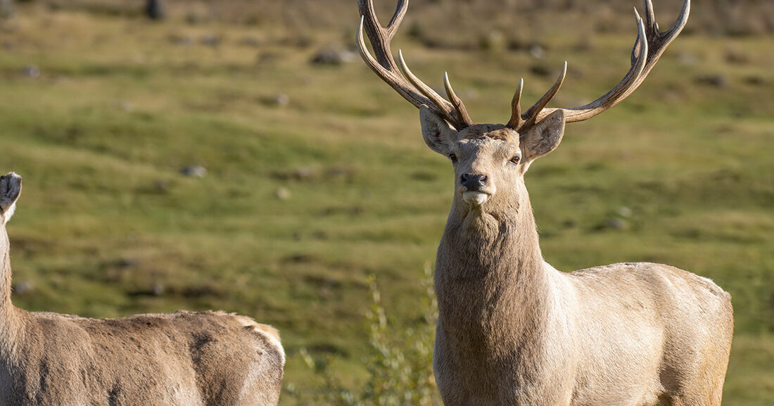 Grüner Bogen Paunsdorf: Hirsche pflegen frühere Manöverfläche Auf der ehemaligen Manöverfläche der Kaserne Heiterblick im Bürgerpark des Grünen Bogens Paunsdorf sind neben den beliebten Przewalski-Pferden auch imposante Hirsche angesiedelt worden. Mit der Beweidung soll vor allem das Offenland erhalten werden, um die licht- und wärmeliebenden Tier- und Pflanzenarten sowie die waldartigen Strukturen zu fördern. Buchara-Hirsch © Paul &#8211; stock.adobe.com Die vorhandenen Przewalski-Pferde sind laut Amt für Stadtgrün und Gewässer fleißig, benötigen aber Unterstützung, um der weiteren Verbuschung der Flächen entgegenzuwirken. Diese erhalten sie ab sofort von fünf Hirschen, darunter ein Manitoba-Wapiti, zwei Altai-Marale und zwei Buchara-Hirsche. Als Verwandte des einheimischen &hellip;