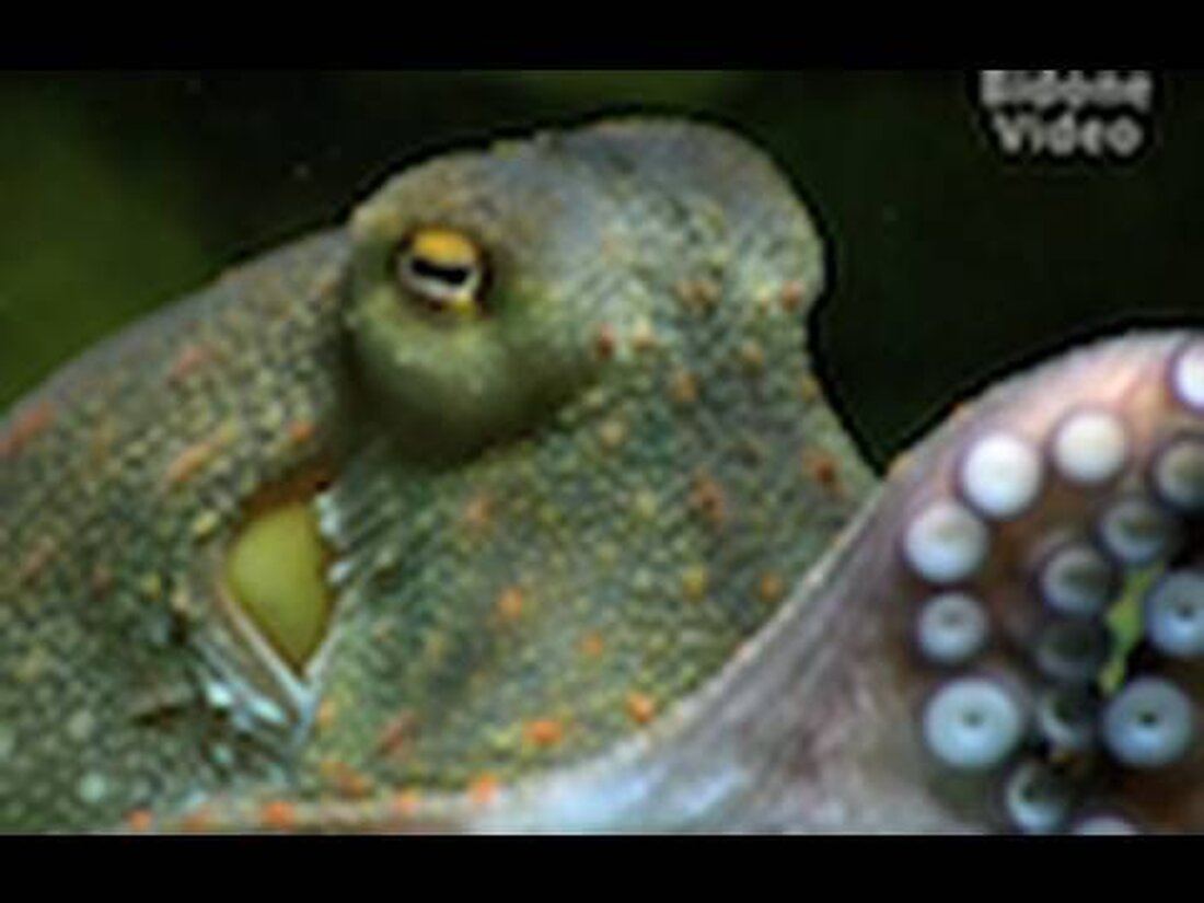 Ein Blick auf den neuen Tintenfisch im Leipziger Zoo. Ich konnte es mir ansehen, als ich den Zoo besuchte. Bitte schauen Sie in HD. Habe Spaß! Auf Augenhöhe mit dem neuen Tintenfisch im Leipziger Zoo. Der Name ist Shorty. Bitte schauen Sie in HD. . Youtube-Link