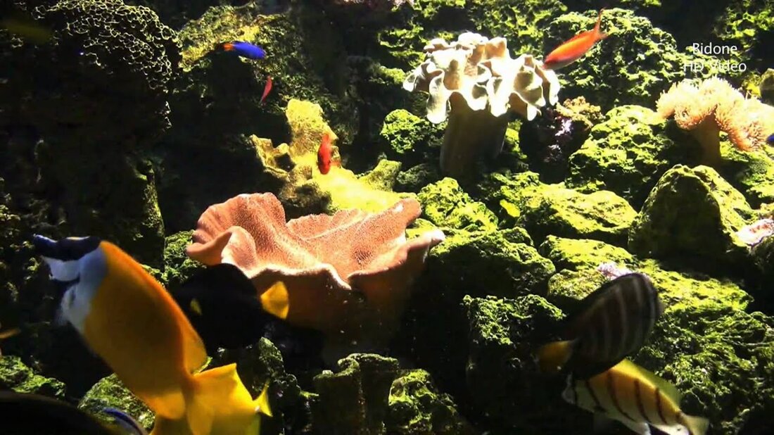 Hier ist ein zweites Video über das Leipziger Aquarium. Diesmal in HD. Es läuft absolut reibungslos auf dem Computer, ich hoffe es stottert nicht auf YouTube. . Youtube-Link