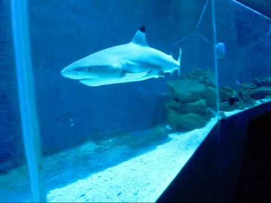 Haie Sharks Zoo Leipzig Aquarium CIMG 0029. Youtube-Link